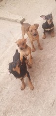 Catelusi pinscher pitic foto