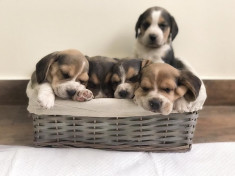 Vanzare pui Beagle tricolor foto