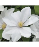 Planta Clematis Sweet Morning PBR C2 E, ghiveci 2l, Oem
