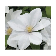 Planta Clematis Sweet Morning PBR C2 E, ghiveci 2l