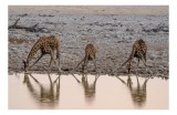 Tablou Canvas, "Giraffe b&acirc;nd apă la apusul soarelui", Girafe, Apă, Reflecție, Savana, Pietre, Cer, Natură, Picioare, G&acirc;turi, Animale, 39 x 26 cm, CMCL