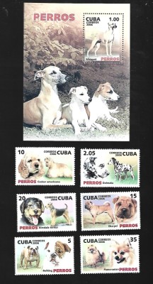 cuba caini mnh foto