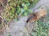 Gratuit căței din rasa PECHINEZI, Top Dog