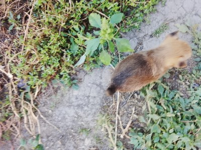Gratuit căței din rasa PECHINEZI foto