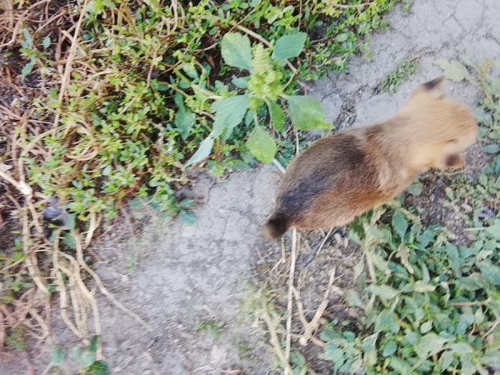 Gratuit căței din rasa PECHINEZI