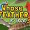 Whose Feather Is That?
