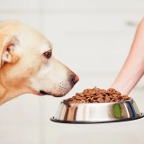 Castron Metalic Igienic Anti-alunecare pentru Animale de Companie 22cm Oem