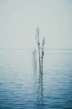 Tablou Canvas, "Tăcerea apelor &icirc;n dimineața liniștită", Calm, Solitude, Reflection, Tranquility, Minimalism, Stillness, Nature, 26 x 39 cm, CMCLASS