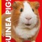 Curious about Guinea Pigs