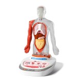 Joc STEM Anatomia umana, TopBright