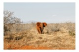 Tablou Canvas, "Elefant singuratic &icirc;n savana africană", Elefant, Savana, Uscat, Tufișuri, Cer, Arbori, Singur, Peisaj, Africa, 39 x 26 cm, CMCLASS