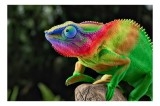 Tablou Canvas, "Cameleonul &icirc;n culori vibrante ale junglei", Cameleon, Colorat, Texturat, Exotic, Vibrant, Fascinant, Natură, Reptilă, Transformare, Ad