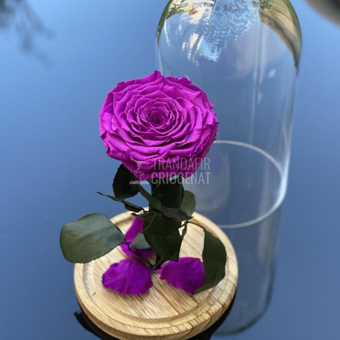 Trandafir Criogenat mov_1 &Oslash;9,5cm in cupola de sticla 12x25cm
