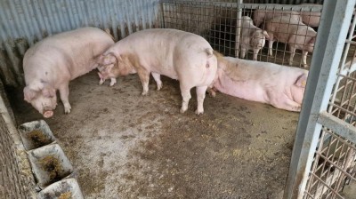 V&amp;acirc;nd porci foto