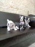 V&acirc;nd bulldog francez din părinții cu pedigree