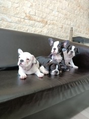 V&acirc;nd bulldog francez din părinții cu pedigree