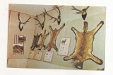RF187 - Carte Postala - Vatra Dornei. Expozitia de Stiine Naturale, necirculata