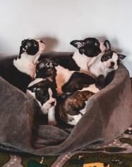 Pui boston terrier foto