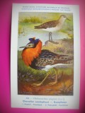 HOPCT 6306 PHILOMACHUS PUGNAX -PASARI DE APA -FAUNA EUROPA-CP CHROMO LITHO -MUZEUL REGAL STIINTE NATURALE BELGIA-NECIRCULATA, Printata
