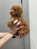 V&acirc;nzare căței Toy Poodle