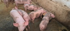 Purcei rasa de carne 8 sapt foto