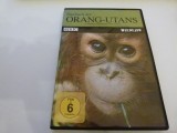 Orang -utans