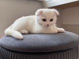 Pisoi Scottish Fold Shorthair. Un ghemotoc de fericire (Pedigree)