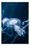 Tablou Canvas, "Dansul elegant al meduzelor albastre", Meduze, Albastru, Luminiscență, Ocean, Grație, Tentacule, Dans, Etereal, Apă, Misterios, 26 x 3