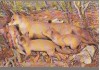 CPIB 16341 CARTE POSTALA - BUCURESTI. GRIGORE ANTIPA, VULPE CU PUI, Necirculata, Fotografie