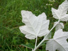 Plop alb (Populus alba) foto