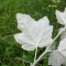 Plop alb (Populus alba)