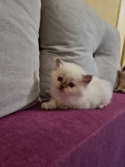 Pisici de vanzare foto