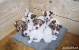 jack russel terrier