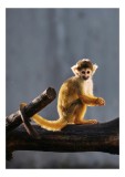 Tablou Canvas, "Maimuța curioasă pe creangă uscată", Mic, Drăguț, Jucăuș, Curios, Activ, Blănos, Echilibrat, Energic, Drăgălaș, Viu, Ghiduș, Alert, Ob