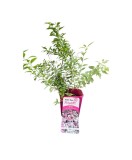 Cununita,Spiraea japonica Genpei, Ghiveci C2, H:50-100cm, Oem