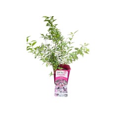 Cununita,Spiraea japonica Genpei, Ghiveci C2, H:50-100cm