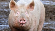 Porc Mare Rasa de Carne foto