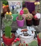 40 seminte cactus mic de forme si marimi diferite, Altele