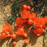Balaustion pulcherrimum . 6 seminte in pachet , pentru semanat