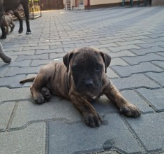 pui presa canario