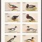 SCOTIA (STAFFA) FAUNA PASARI ( bloc nedantelat) MNH