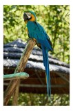 Tablou Canvas, "Papagal albastru &icirc;n natură tropicală", Papagal, Albastru, Pene, Coada, Cioc, Lemn, Tufisuri, Acoperis, 26 x 39 cm, CMCLASS