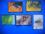 HOPCT LOT NR 46 / 5 CARTONASE - INSECTE / FAUNA- ITALIA