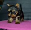 Yorkshire Terrier,deparazitat
