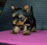Yorkshire Terrier,deparazitat