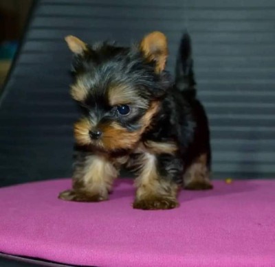 Yorkshire Terrier,deparazitat foto