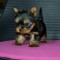 Yorkshire Terrier,deparazitat