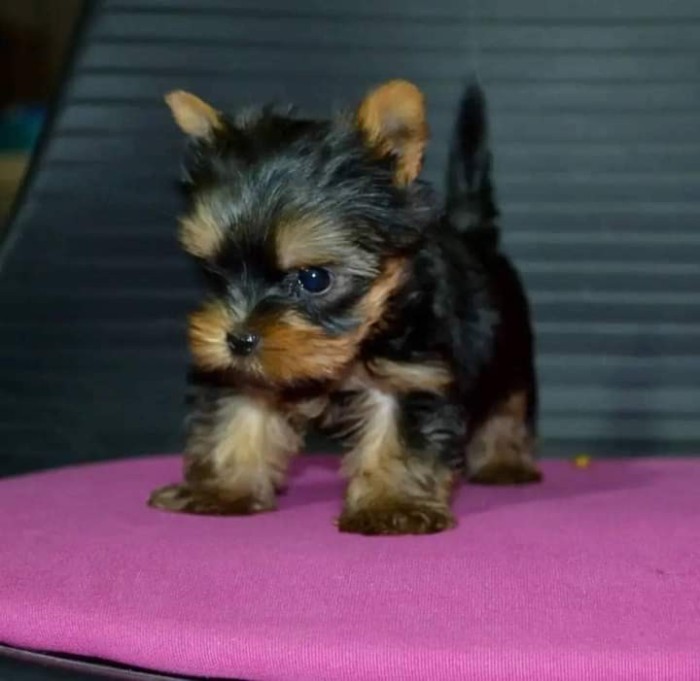 Yorkshire Terrier,deparazitat