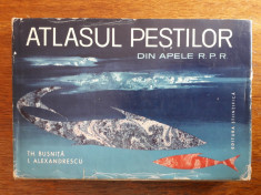 Atlasul pestilor din apele RPR - Th. Busnita / C44P foto