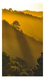 Tablou Canvas, "&Icirc;n lumina aurie a dimineții", Aur, Pădure, Lumină, Siluetă, Natural, Strălucire, &Icirc;nserare, Căldură, 26 x 39 cm, CMCLASS